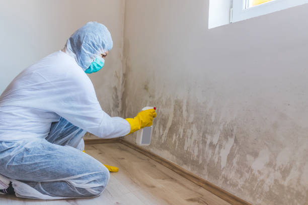 Licensed Basement Mold Remediation service in Dresher, PA - Car Mold Remediation