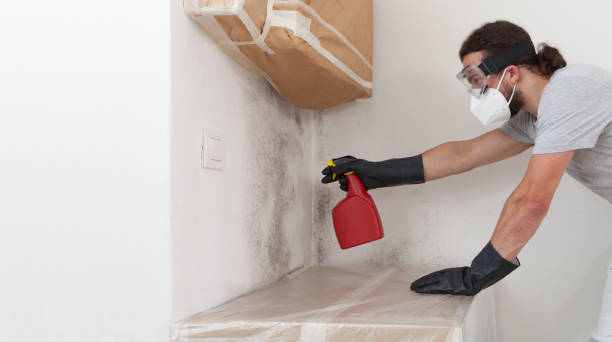 Professional Basement Mold Remediation technician working in Dresher, PA