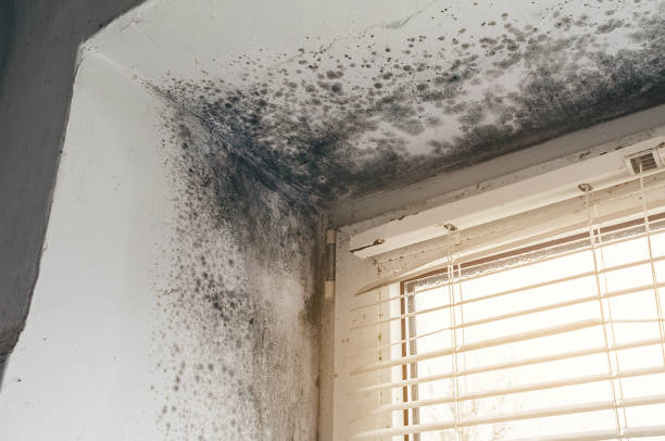 Affordable Basement Mold Remediation solutions in Dresher, PA